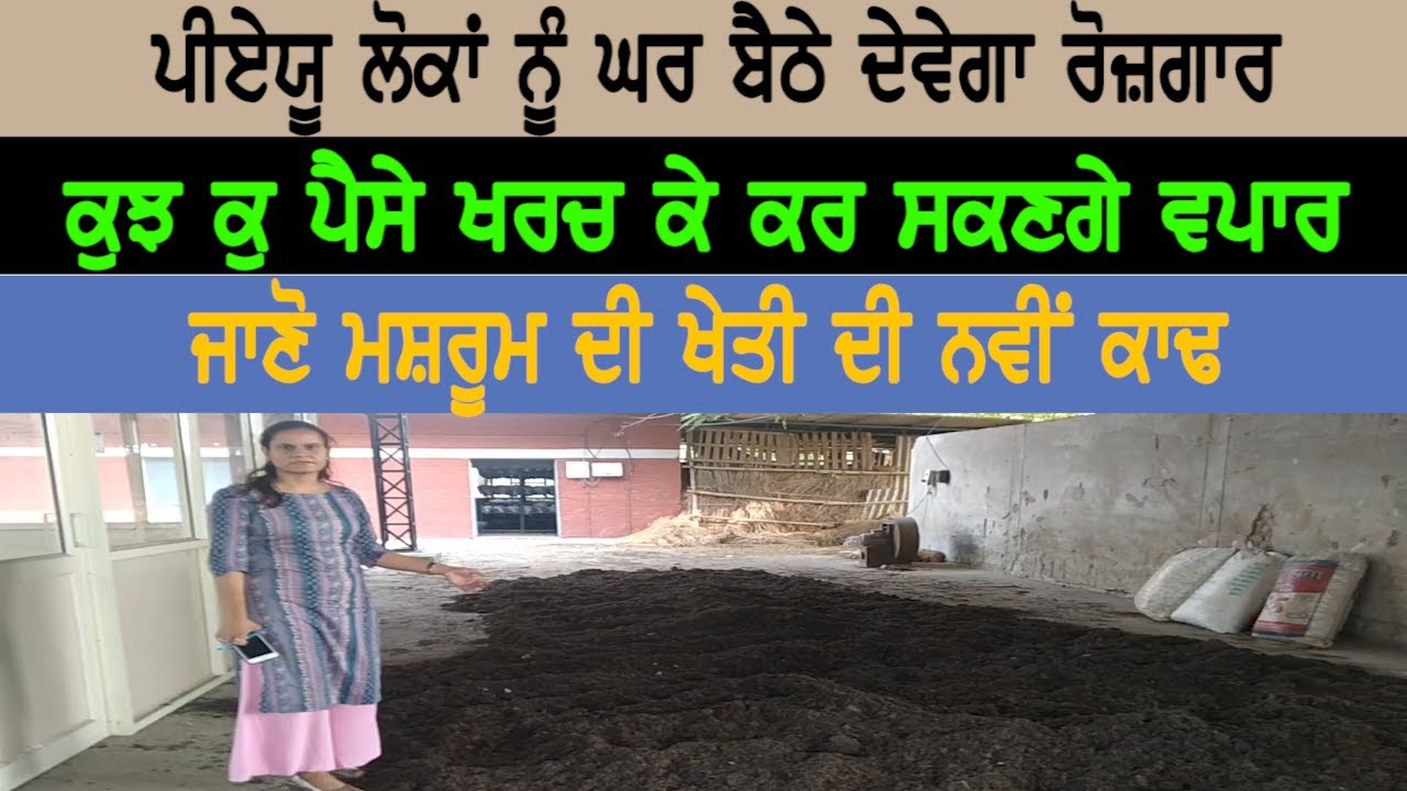 Mushroom ਦੀ ਖੇਤੀ : PAU ਦੀ ਨਵੀਂ ਤਕਨੀਕ : ਘਰ ਬੈਠੇ ਕਰੋ ਰੁਜ਼ਗਾਰ ਸ਼ੁਰੂ : PAU Ludhiana