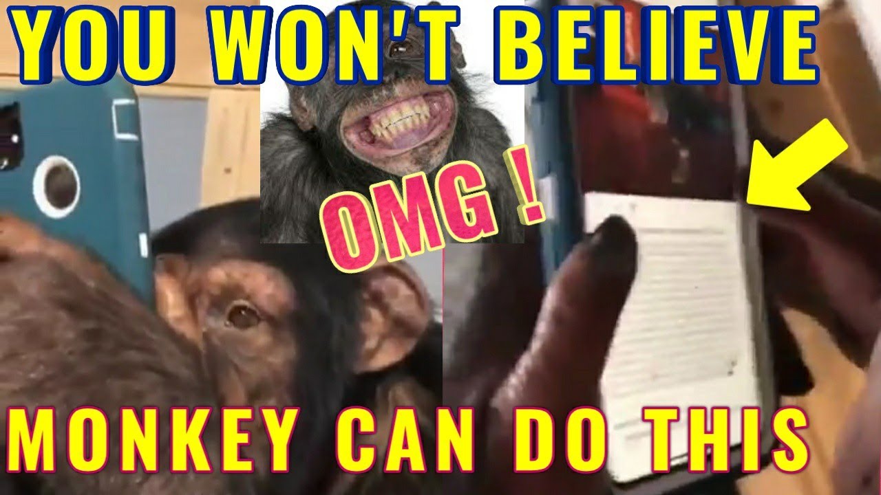 OMG !! Monkey busy with INSTAGRAM 🔥  | FACEBOOK 🔥 | MONKEY using SMARTPHONE | HOOK NEWS