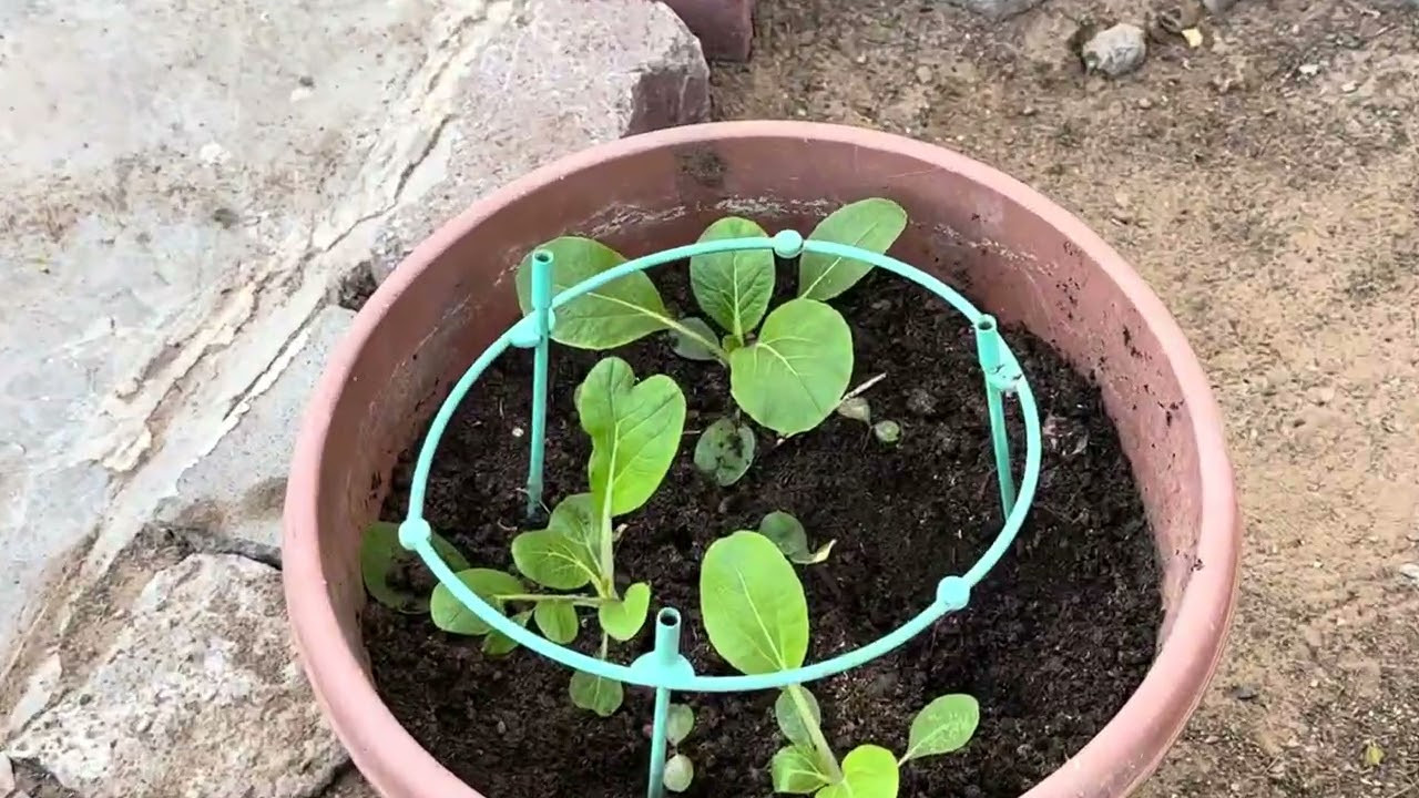 Tanim na gulay ni teegang sa harap ng bahay