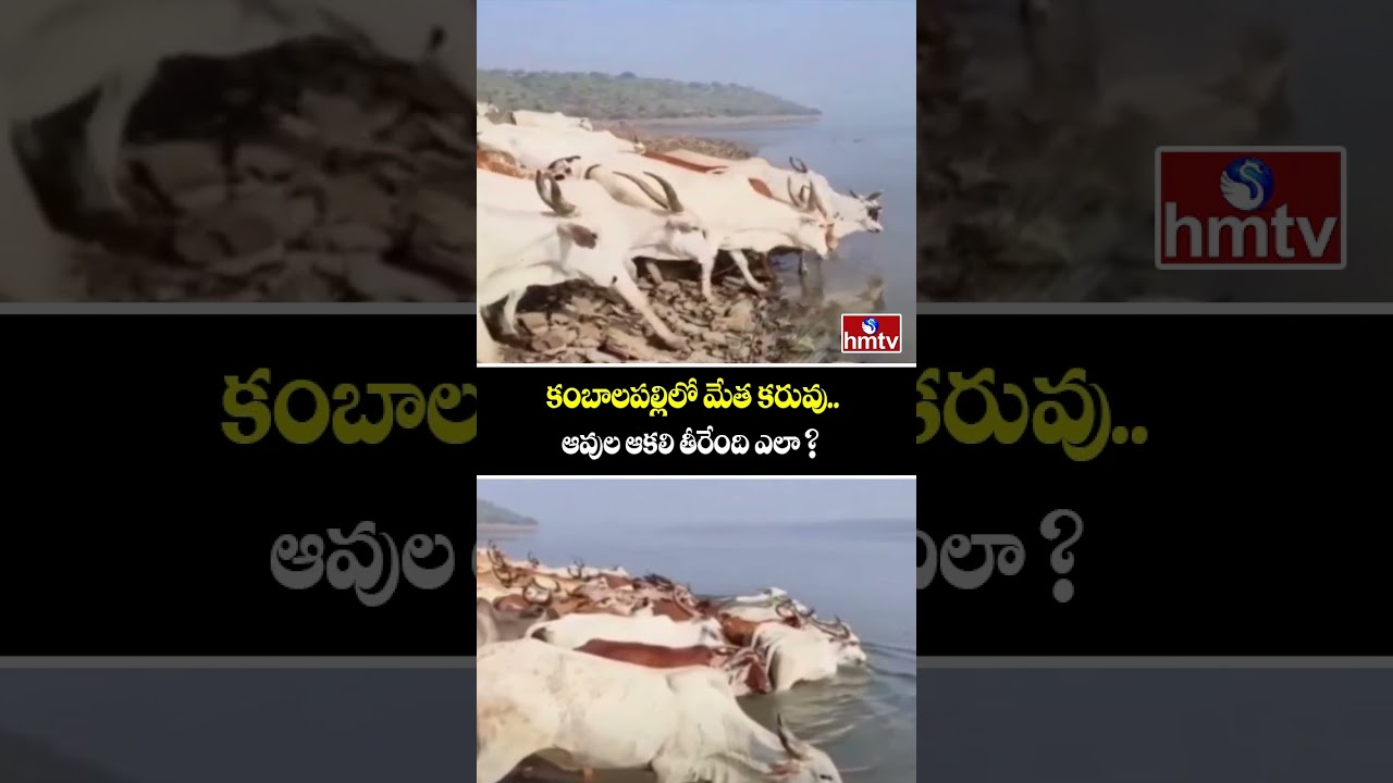 Nalgonda District: Fodder drought in Kambalapally..how will the hunger of cows be satisfied? | hmtv