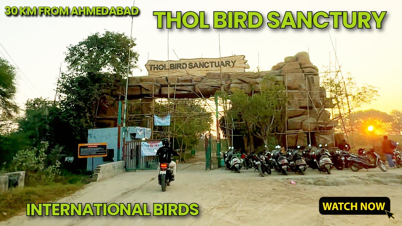 Foreign birds in Gujarat | Thol Bird Sanctuary | 30 km from Ahmedabad | GujjuRider