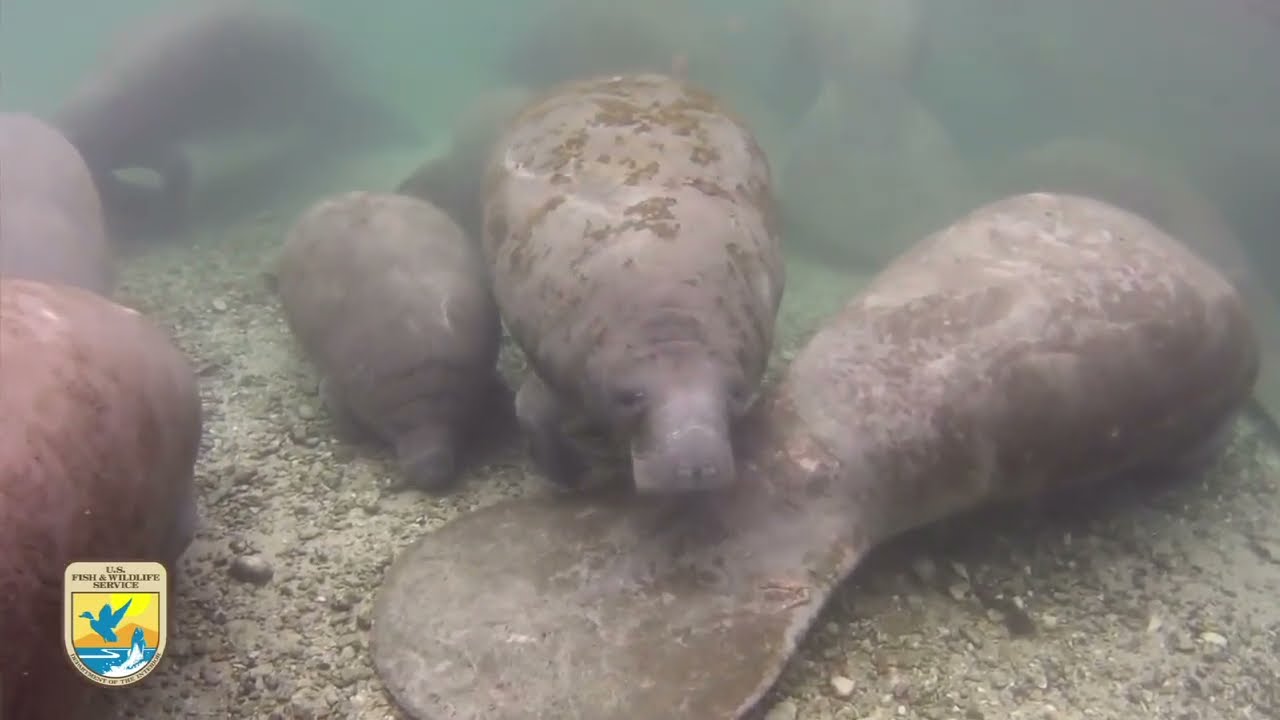 Crystal River Refuge's  Manatee Manners  for Paddlers