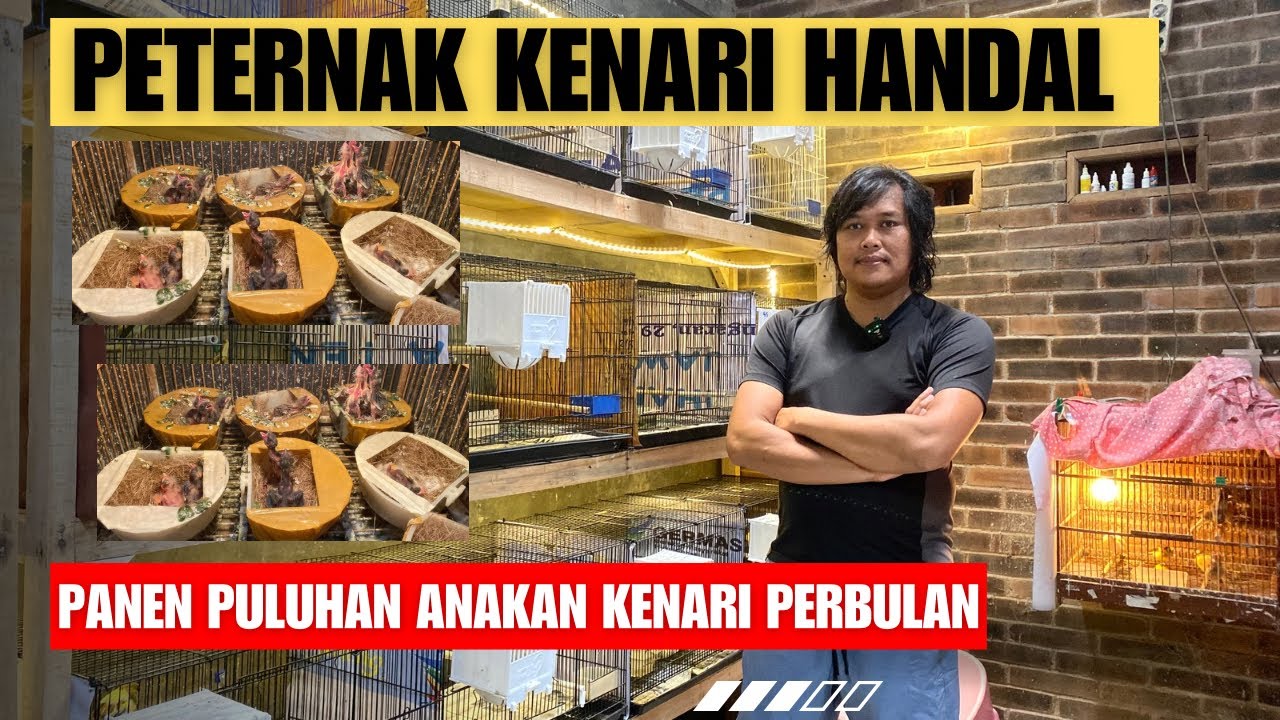 SUKSES BUDIDAYA KENARI ‼️ Bongkar habis perawatan ternak kenari Mr. WISNU salatiga
