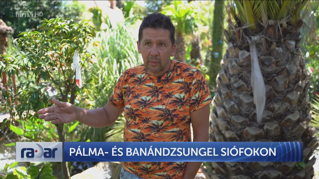 Radar – Pálma- és banándzsungel Siófokon (2024-07-09) - HÍR TV