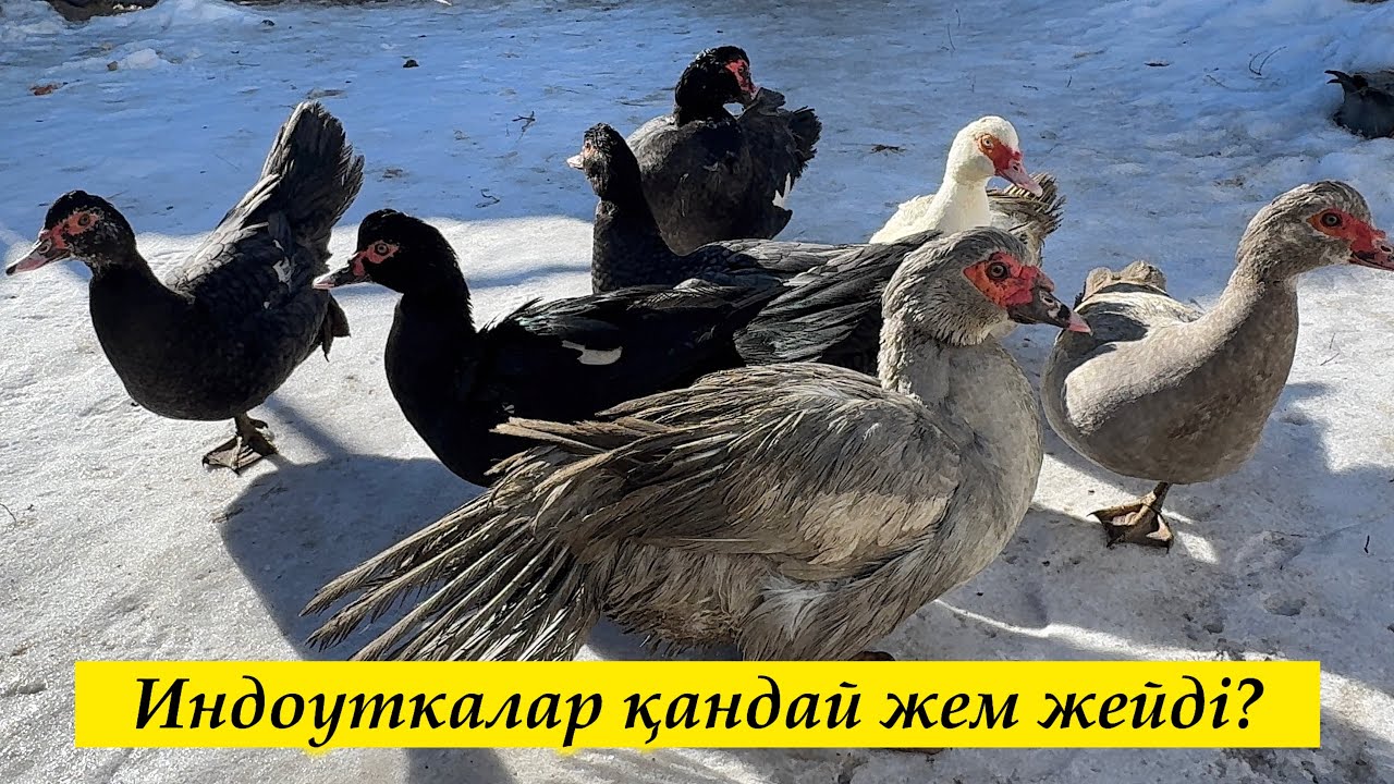 Индоуткалар күнге шықты. 19.02.2026