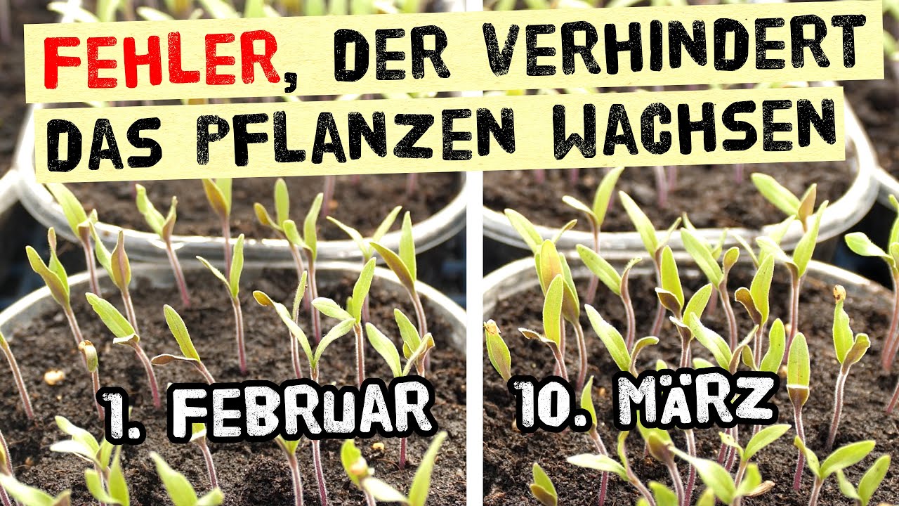Fehler bei der Anzucht von Jungpflanzen vermeiden. Dieser Fehler verhindert, dass Pflanzen wachsen!
