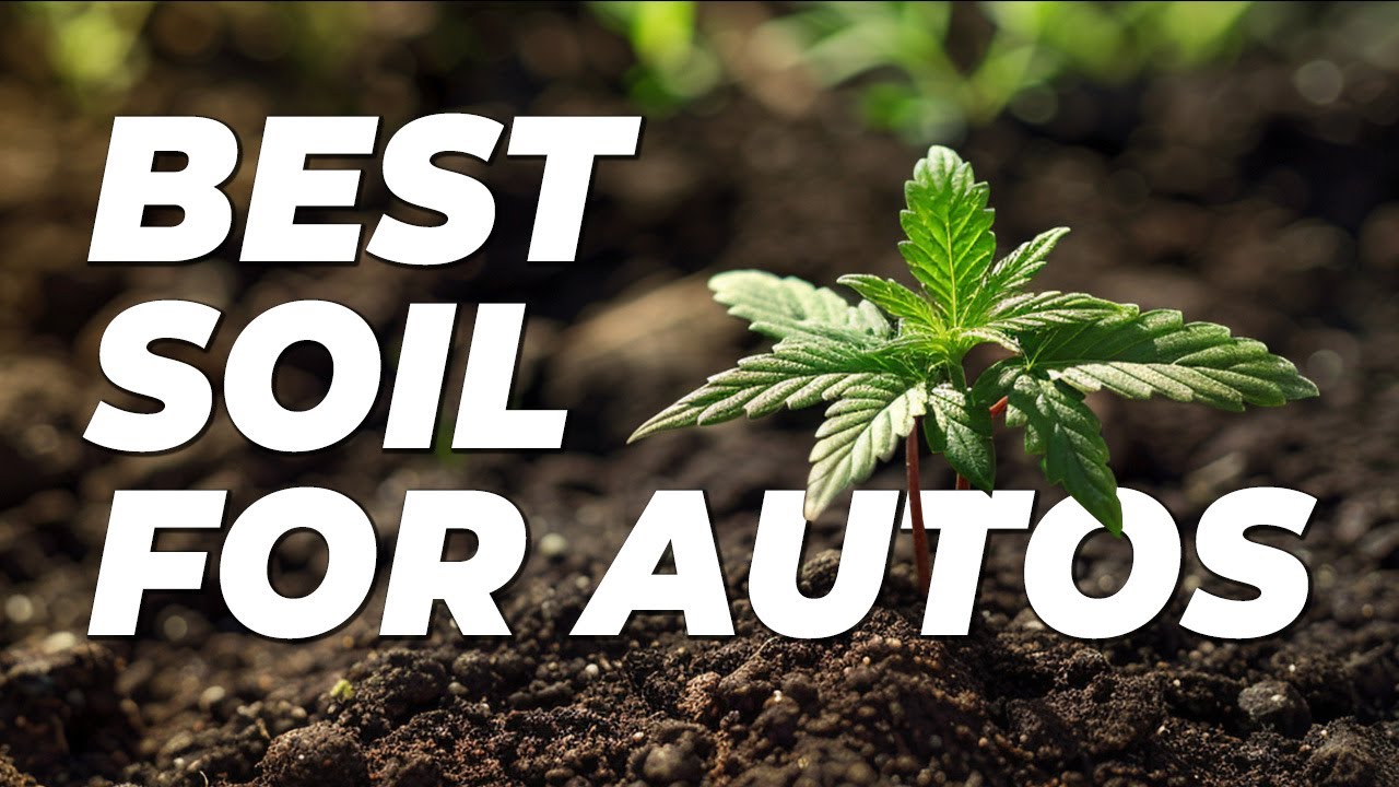 Which Soil Is Best For Autoflowering Cannabis
