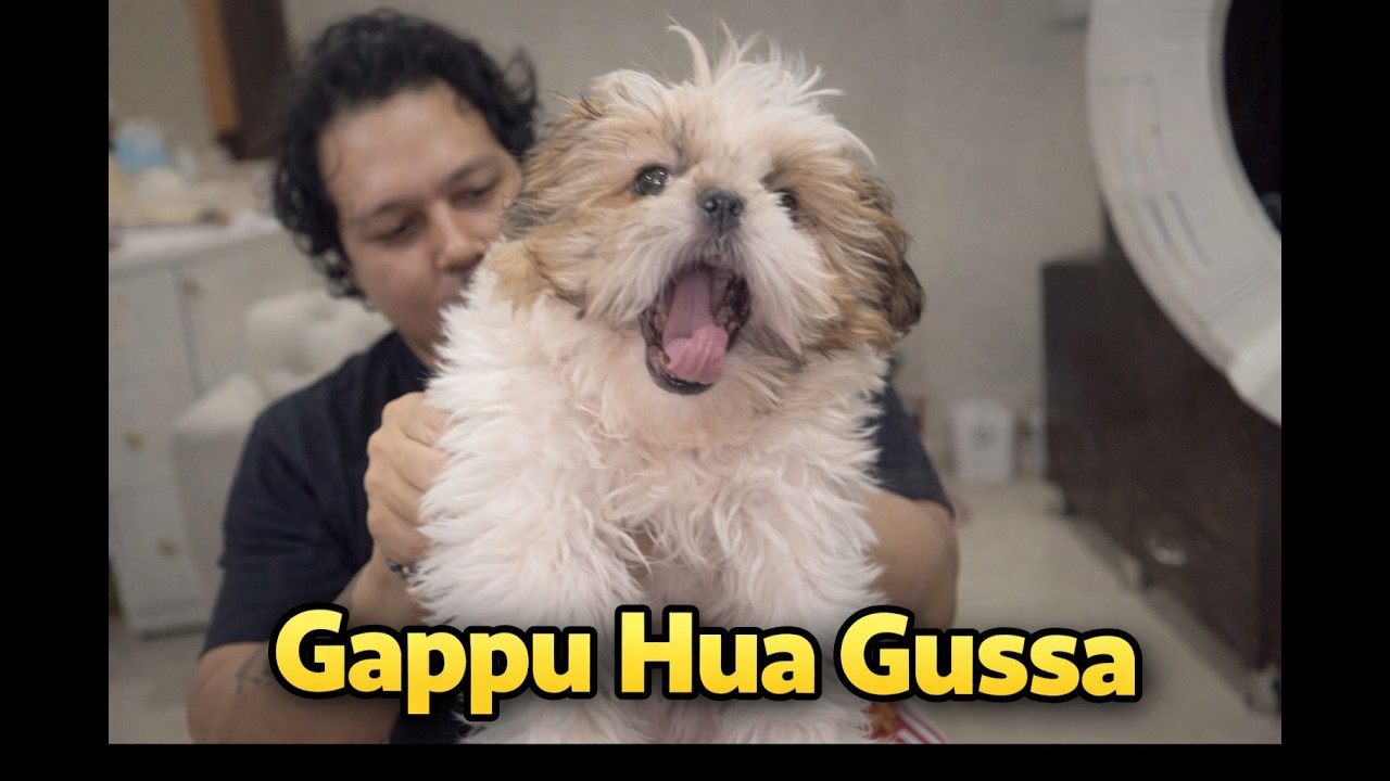 Bas Combing Hi Kar Raha Tha… Gappu Ho Gaya Gussa 😡
