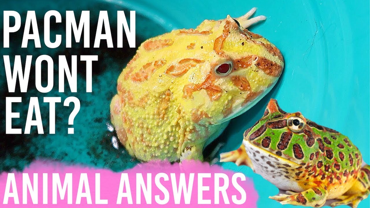Почему ваша лягушка Pacman не ест?