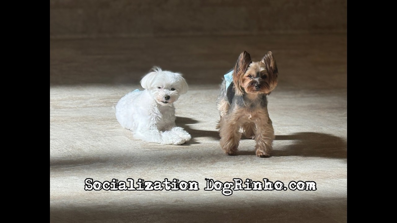 Dog daycare in Japan DogRinho 犬の保育園　20260314