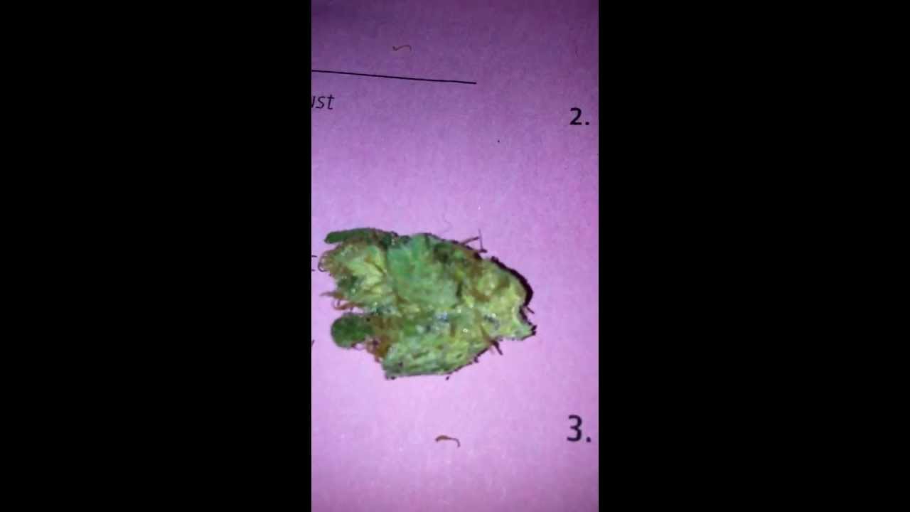 G13 Labs Pineapple express!!