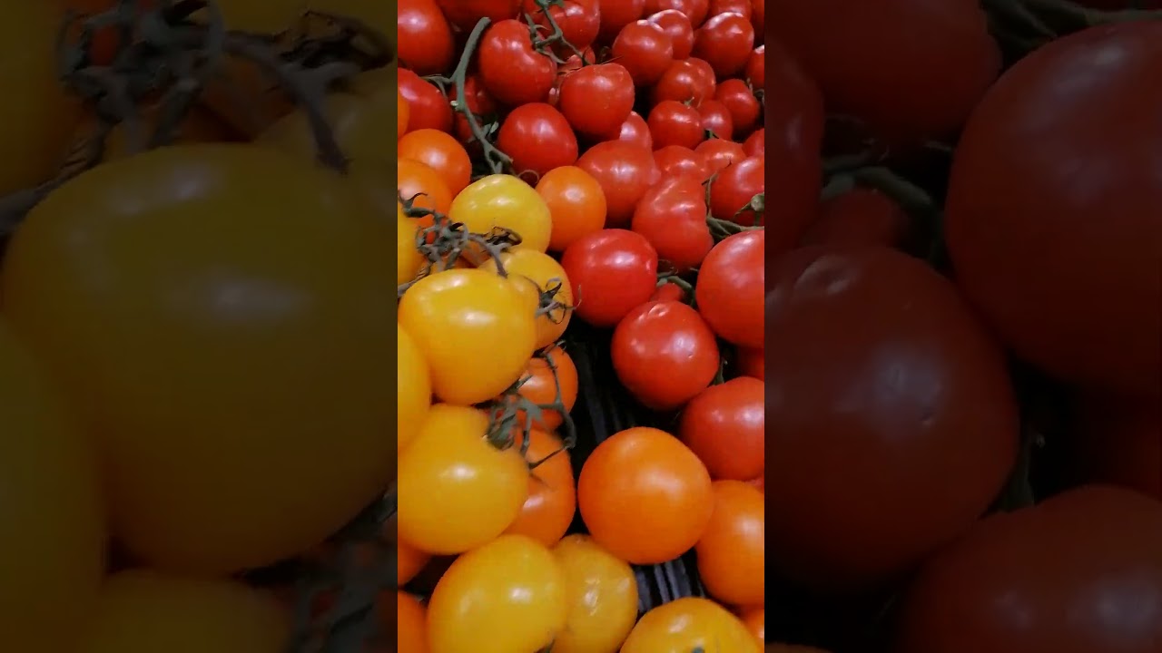 mga kamatis #tomato #fresh #farming #shorts #healthy #kamatis #dragonsasori #velafajardo #vela