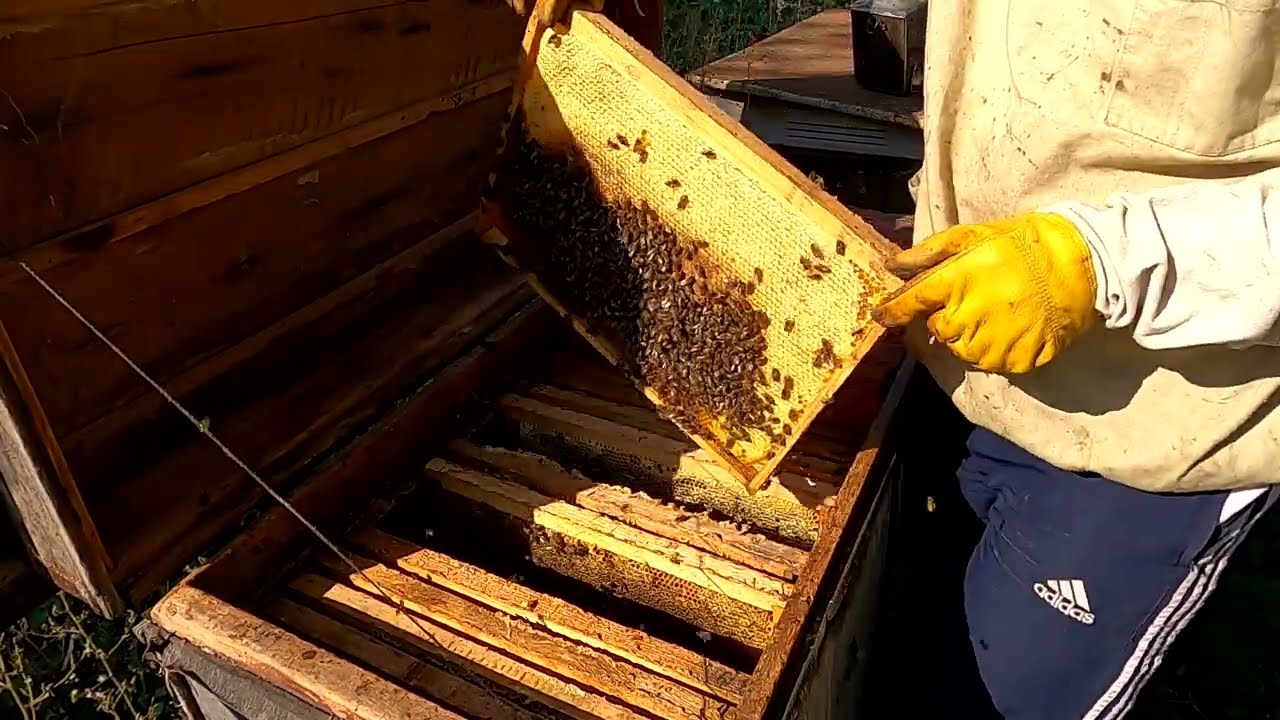 Як зібрати бджолосімю в Зиму  Бджільництво для початківців