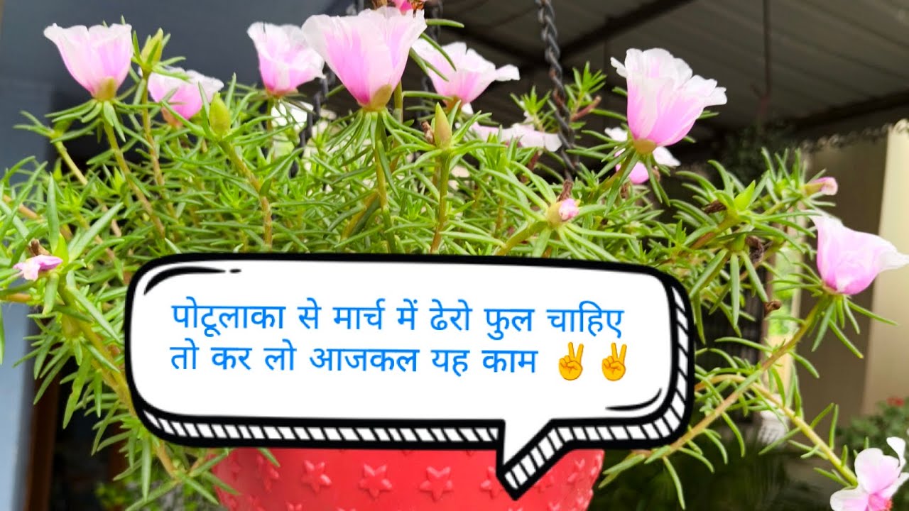  दादी पोटूलाका के पौधों की रिपेयरिंग करती हुई 🌸🌸🤩🤩👌👌