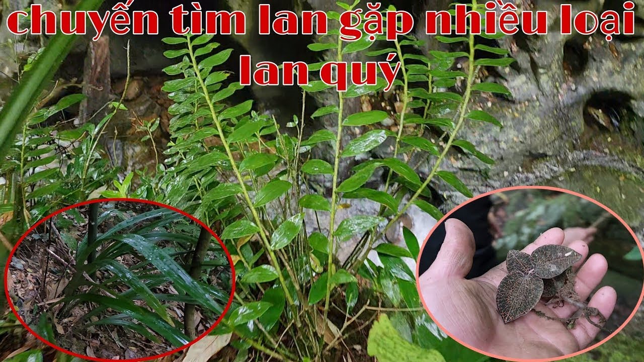 Hành trình tìm địa lan trên rừng già mẫu sơn, đi tìm lan rừng tập 6 | phong lan rừng pv