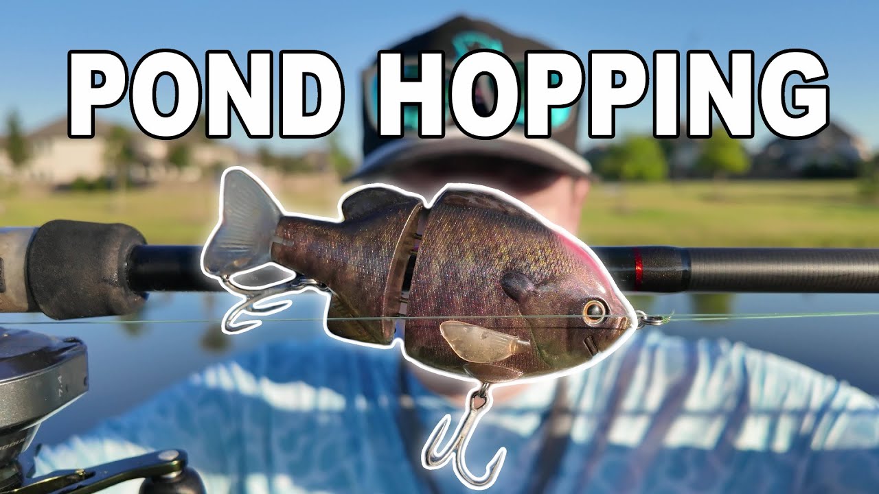 Searching for Pond Giants! Summer Bass Fishing Fort Worth Texas (Glide baits, topwater, and finesse)