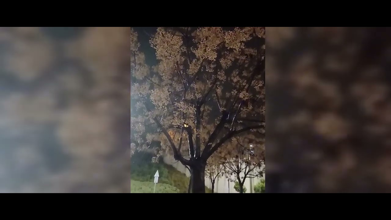 Aydın Sabancı_Taze Mezar