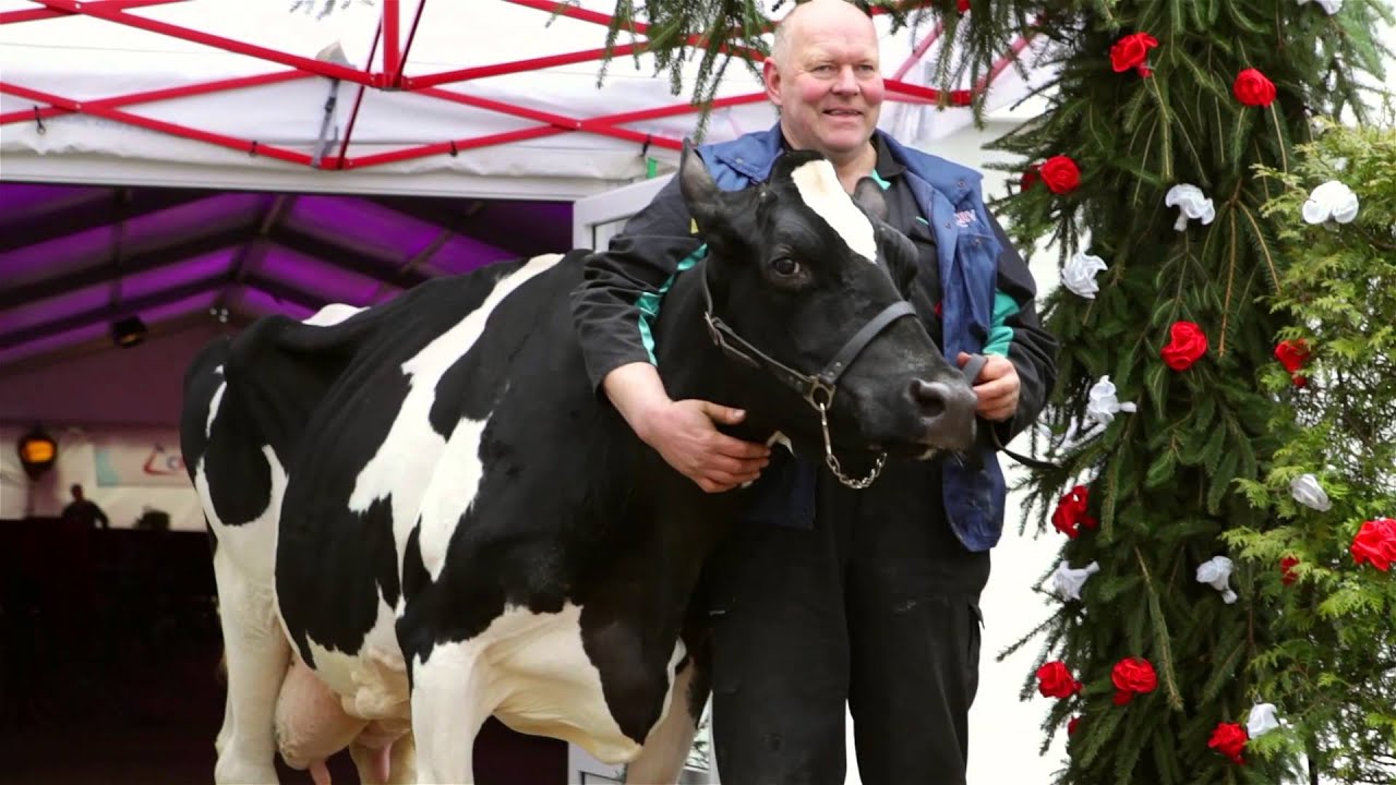 Nieuw record melkproductie (200.000 liter) Boukje 192 van Jos Knoef