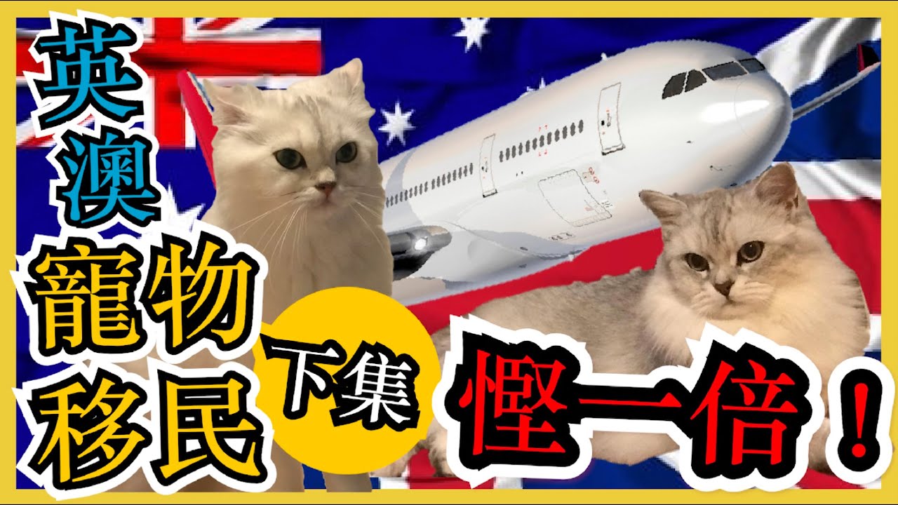 【最完整貓狗移民攻略】自己搞寵物移民可以慳一倍？！｜貓狗移民不求人 (下集) ｜香港人移民資訊BB班