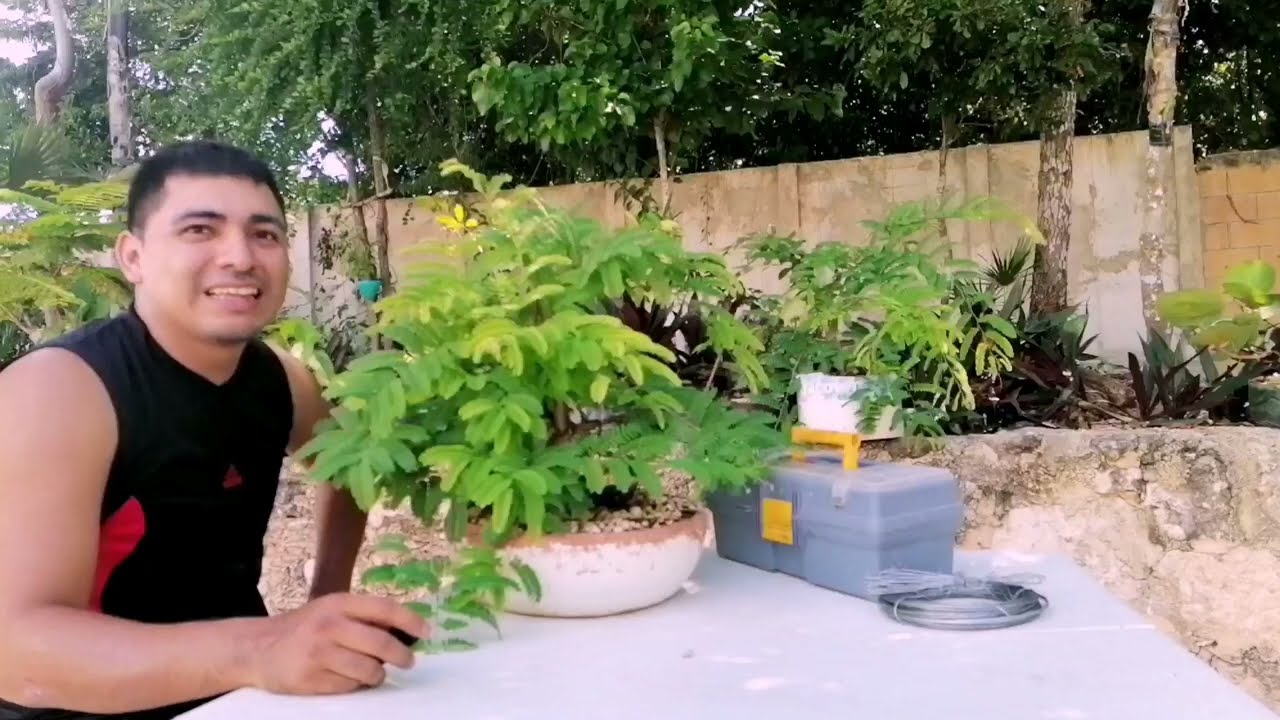 Defoliado, poda de formación y alambrado de Tamarindo(tamarindus indica) bonsai de 8 años