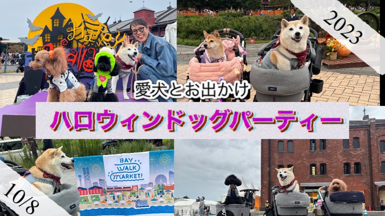 【ハロウィンイベント】愛犬とお出かけ｜横浜｜ドッグイベント｜柴犬｜エアバギー