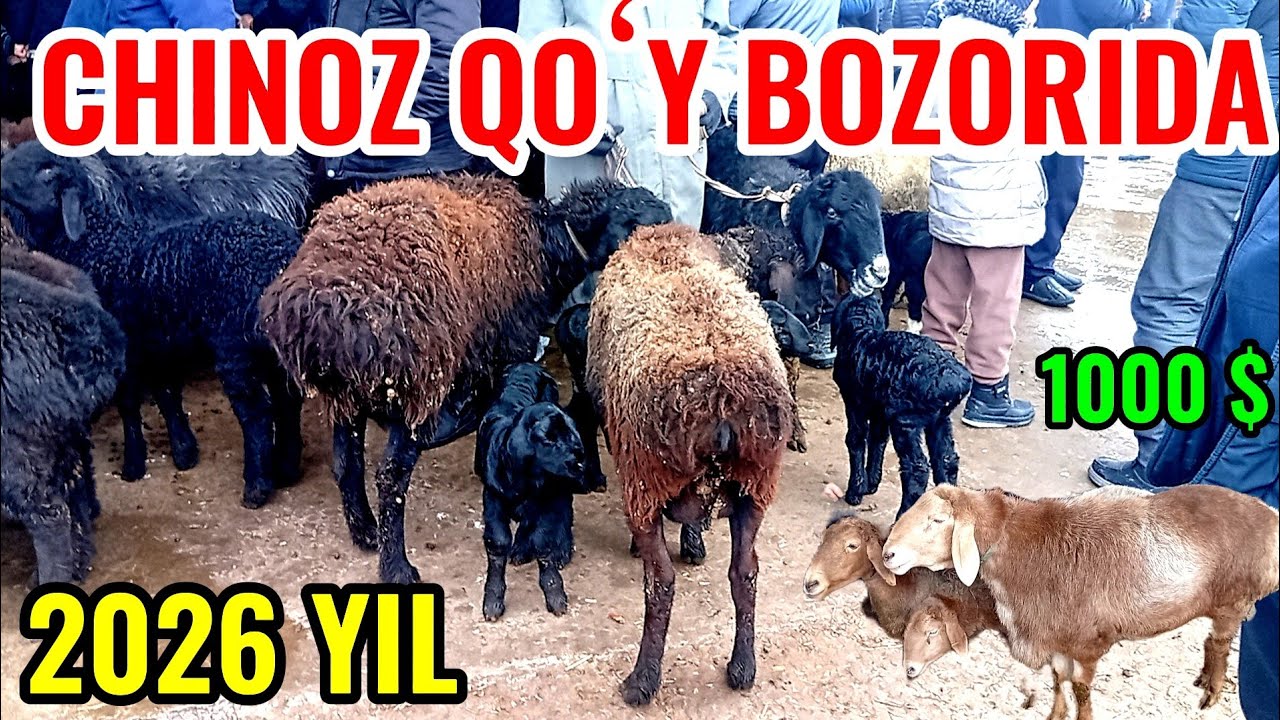 CHINOZ QOʻY BOZORIDAGI BUGUNGI NARXLAR 🐐🐑🐏