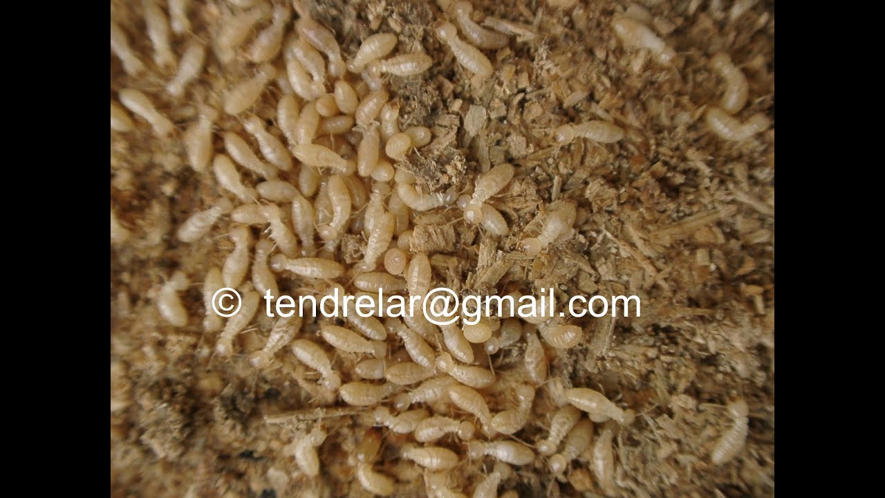 Le termite lucifuge, un insecte social dévastateur