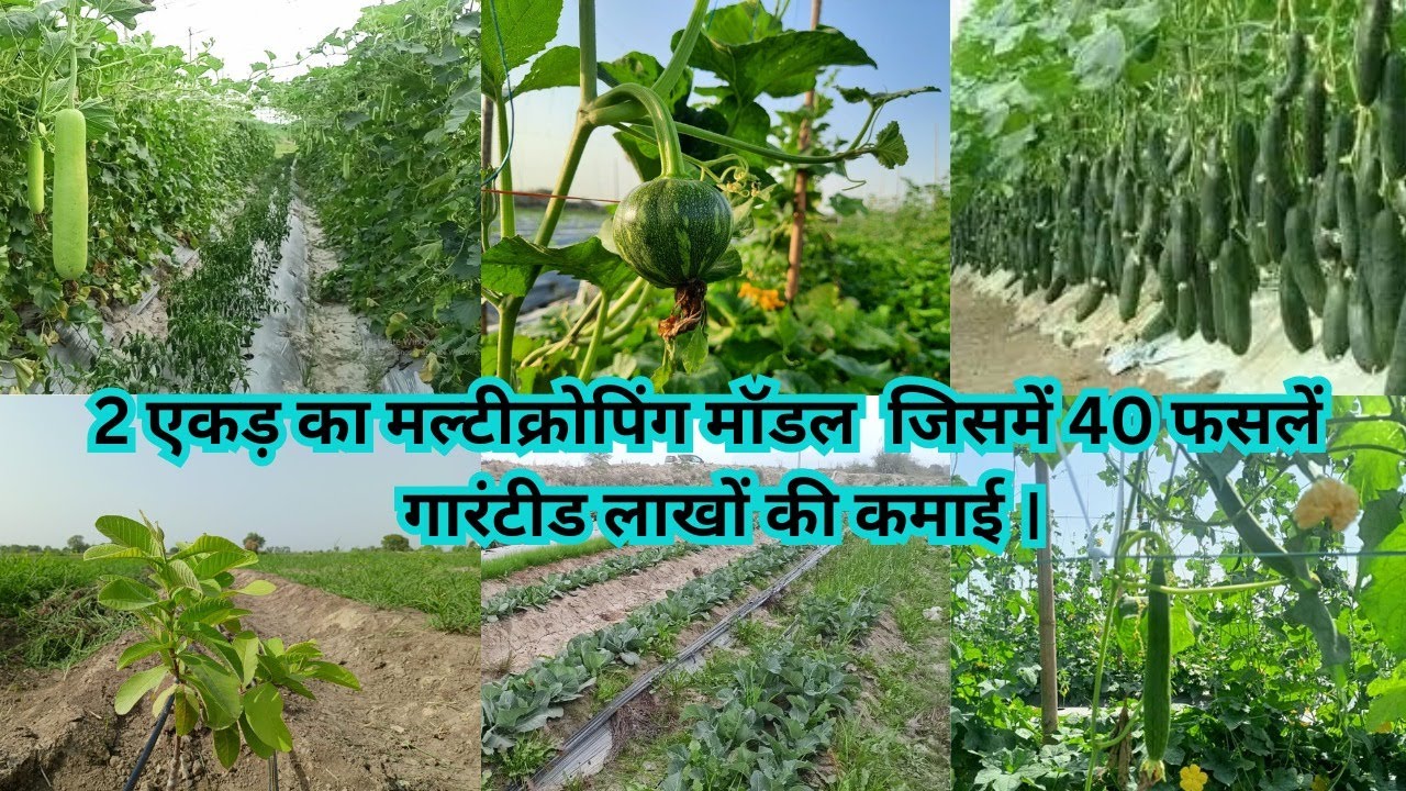 ऐसा मल्टीक्रोपिंग मॉडल जिसे कोई भी अपनाकर कमा सकता है लाखों रुपए गारंटीड| Best model of 2024