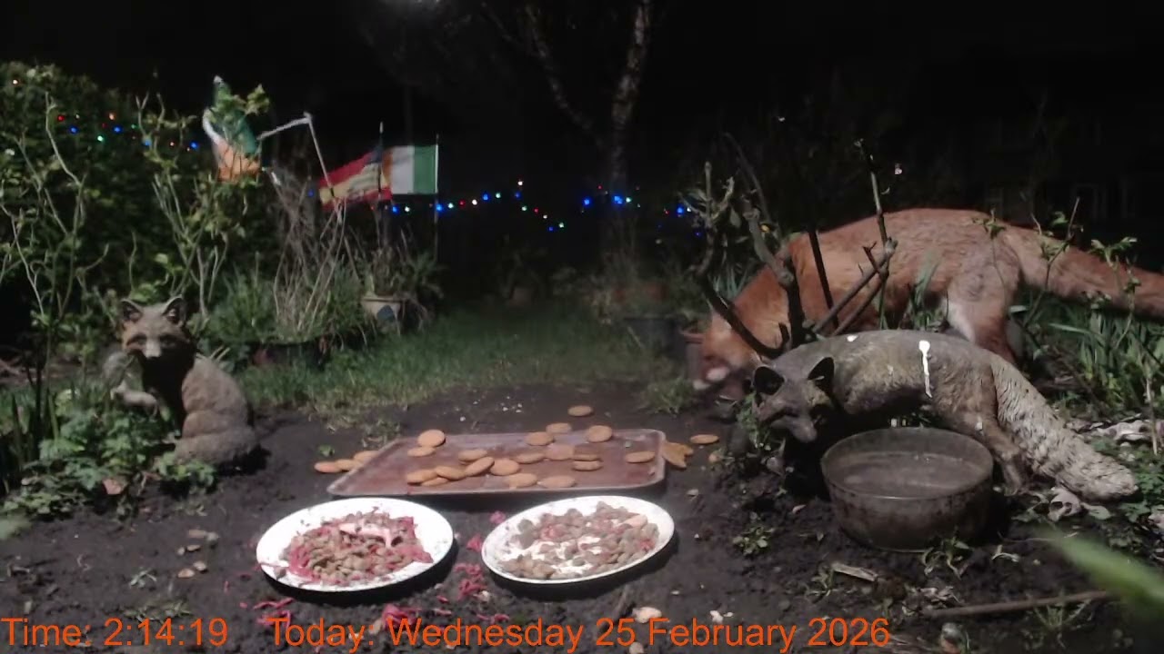 Foxheaven Dublin Ireland Livestream