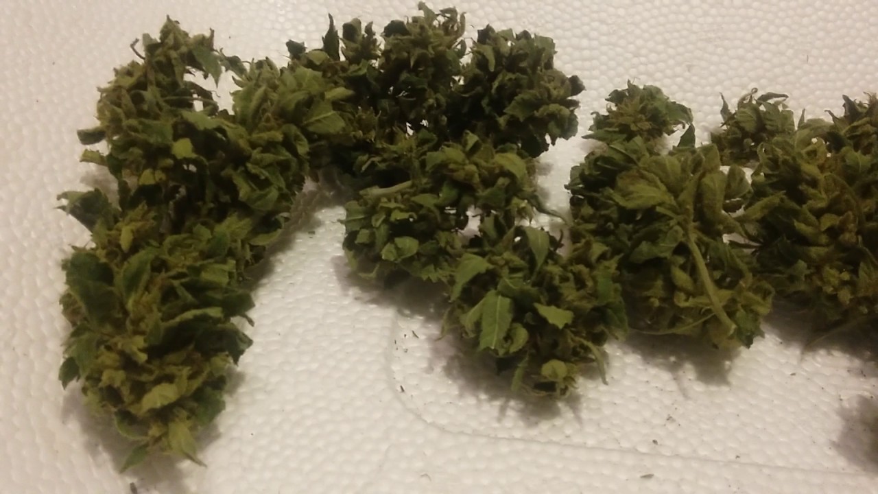 Weed Porn | Animal Cookies - Strain Review $1 per gram