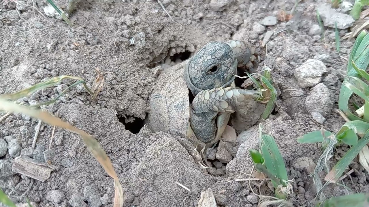 Nascita tartarughe Hermanni, schiusa delle uova🐣🐢