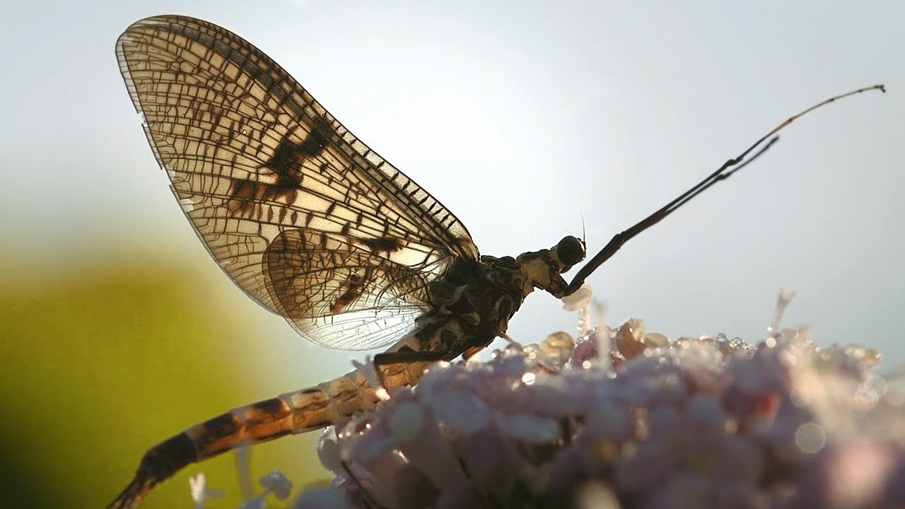 The Green Drake