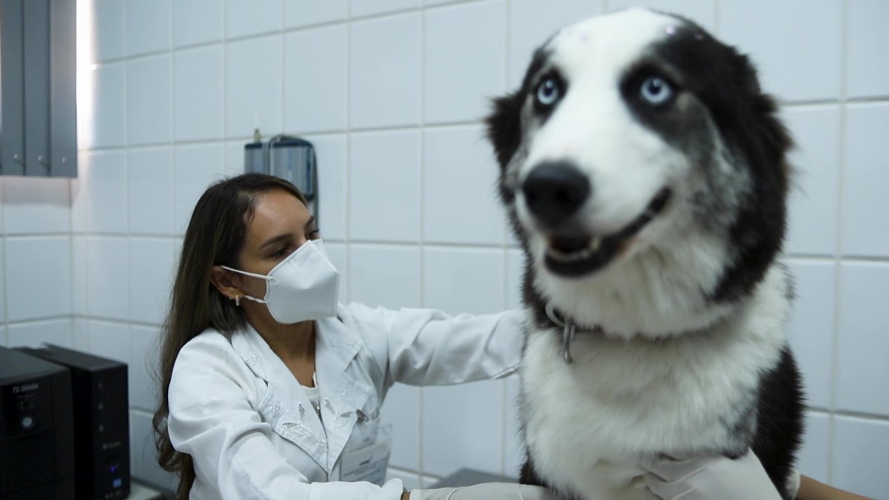 UNESP FCAV - Curso de Medicina Veterinária