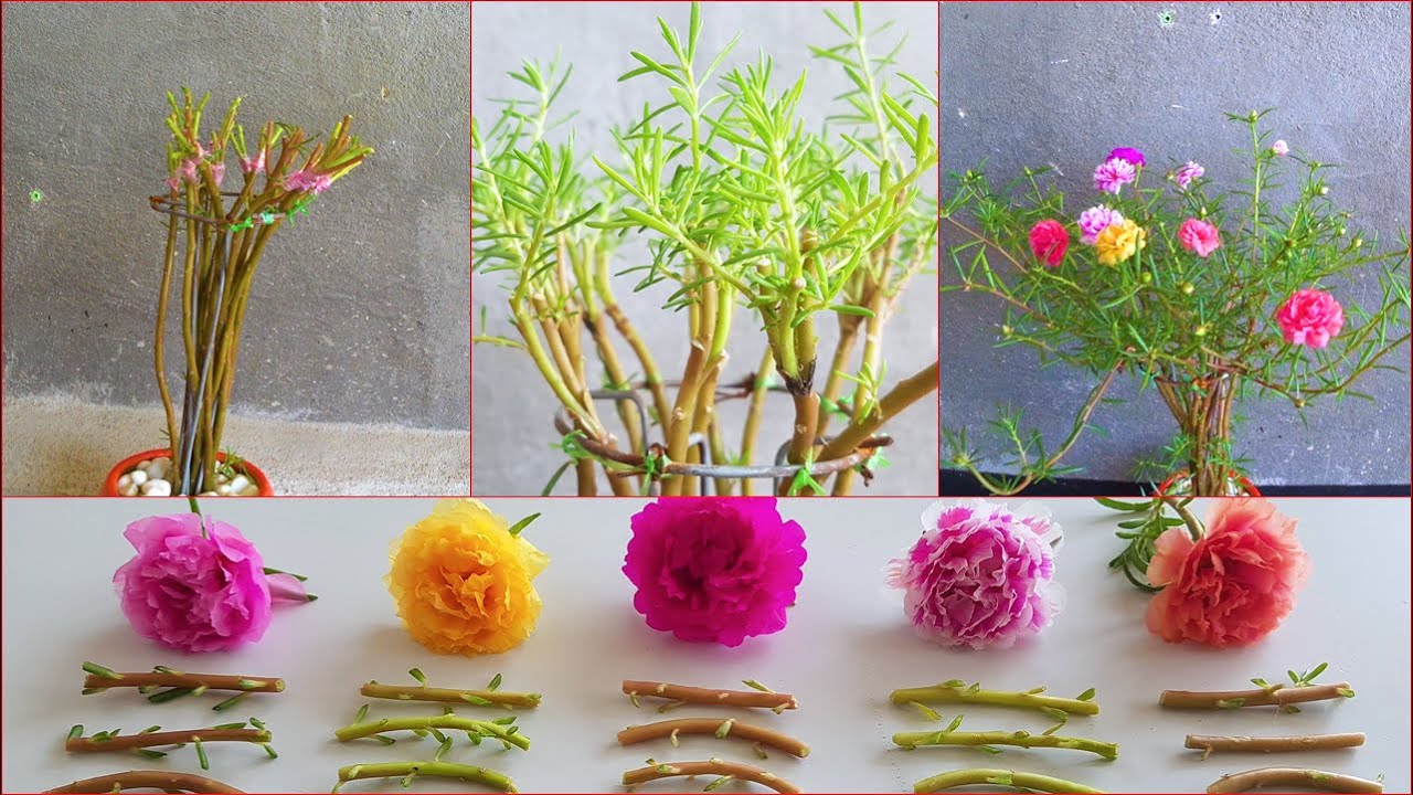 Kỹ Thuật Ghép Hoa Mười Giờ Nhiều Màu Đẹp Ít Người Biết