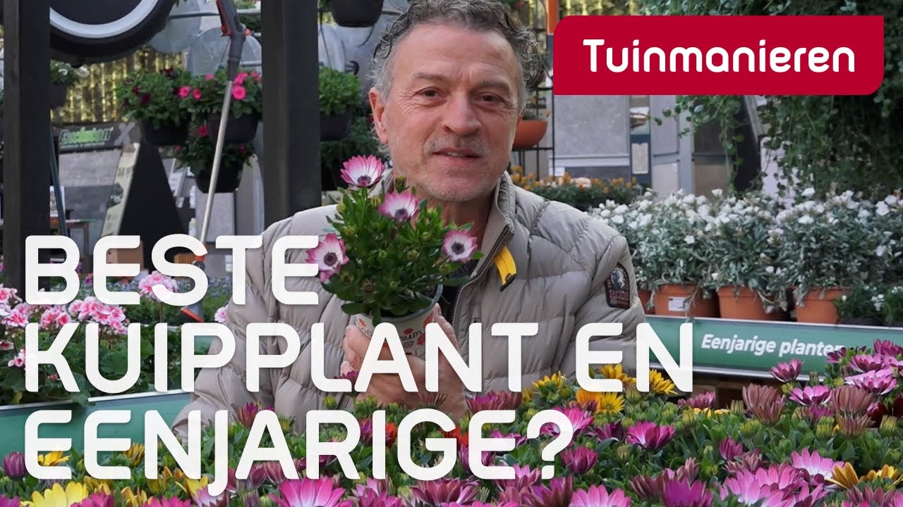 Wat zet je op je terras of balkon? Kuipplanten, éénjarigen en meer | Tuinmanieren