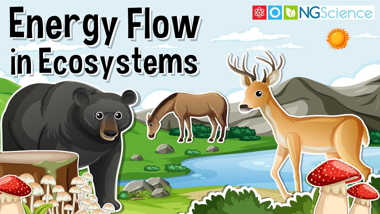 Energy Flow in Ecosystems &ndash;