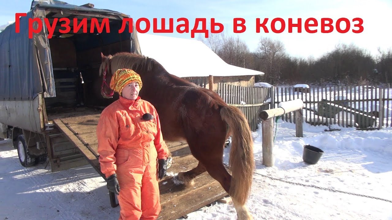Обучаем молодую лошадь погрузке в коневоз