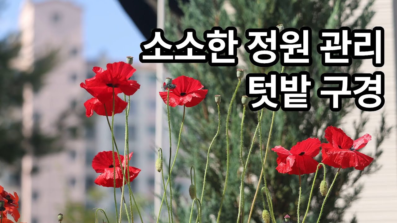소소한 정원관리. 아버지 텃밭구경 - 2025년 6월 14일 토요일