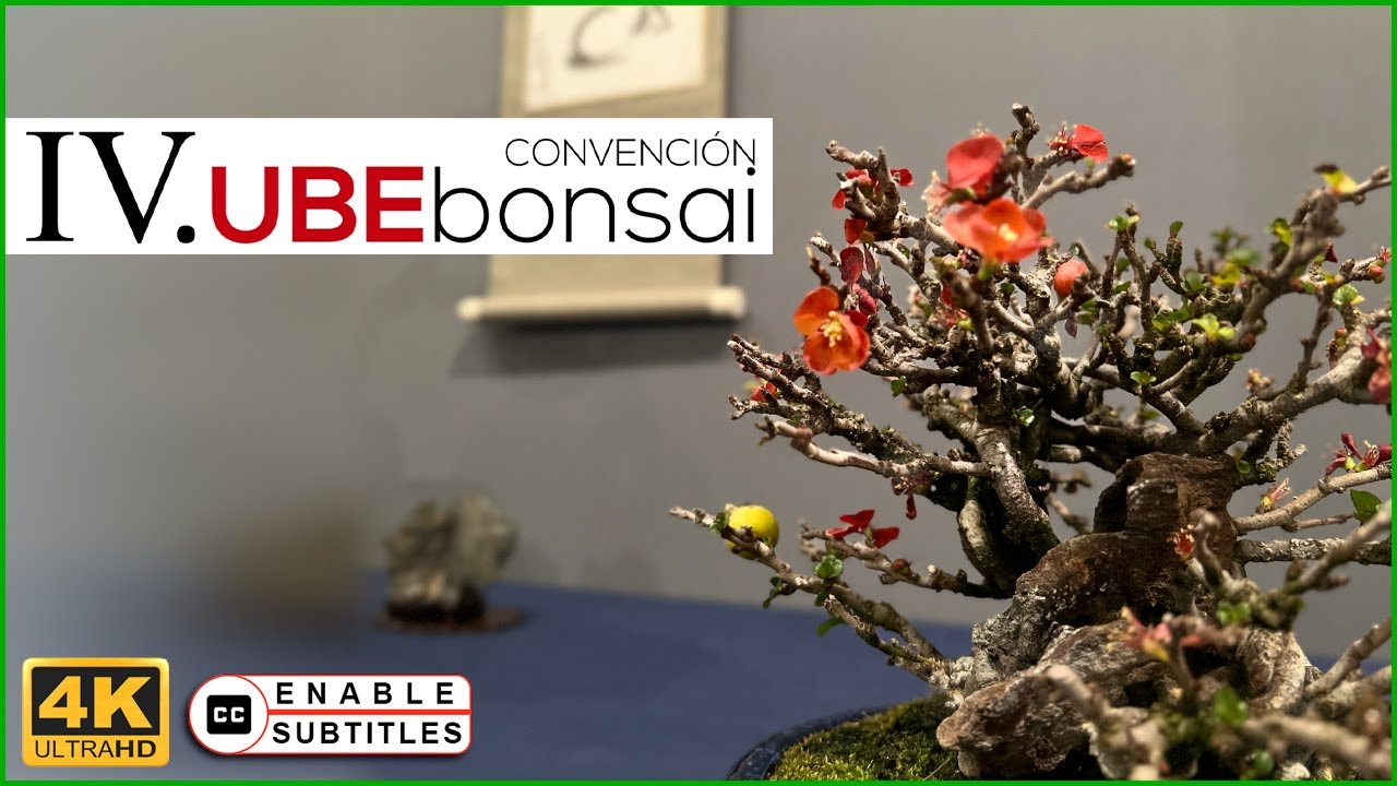 IV Congreso UBE bonsái