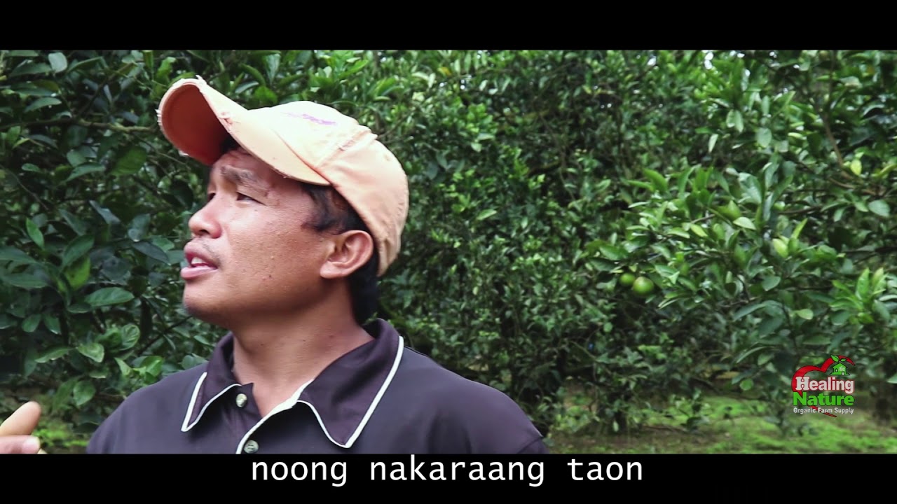 Citrus sa Nueva Vizcaya Healing Nature Product User