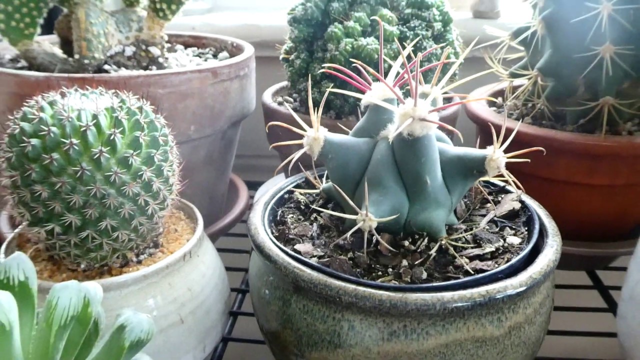 HOUSEPLANT TOUR AND UPDATE || JULY 2019