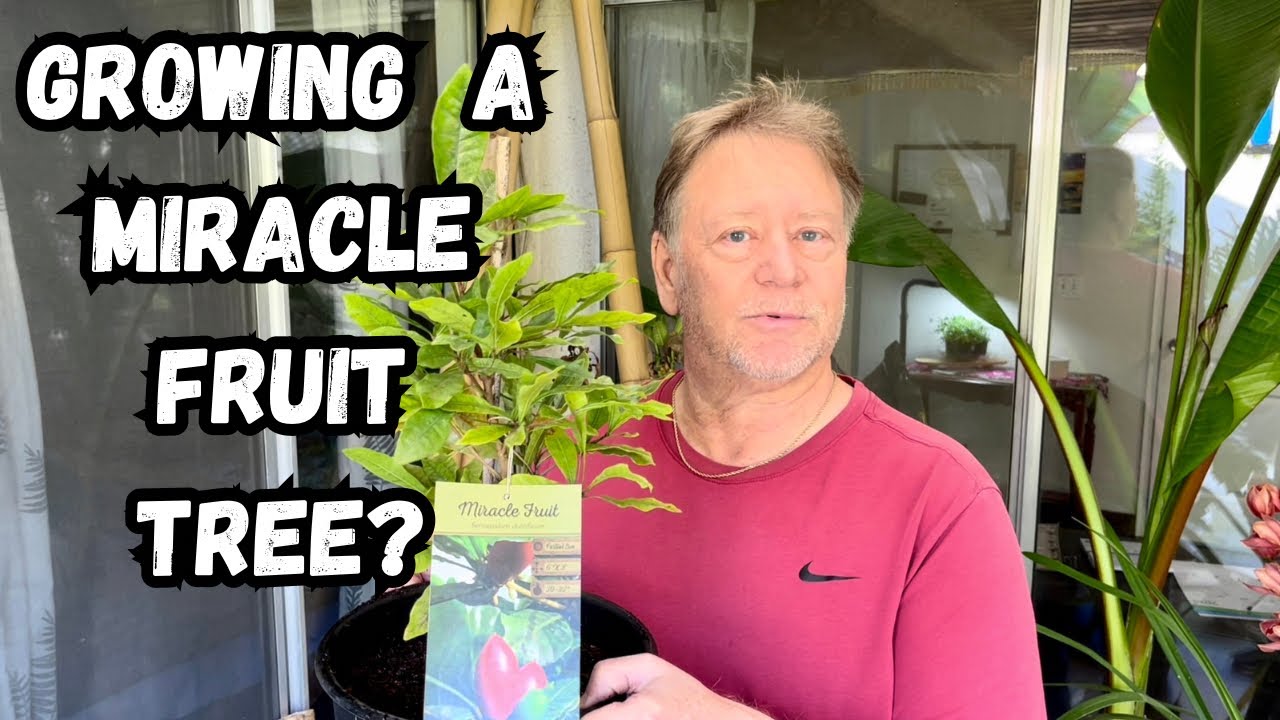 Miracle Fruit Tree - How to Grow - Soil , Fertilizer Tips and Tricks for Success