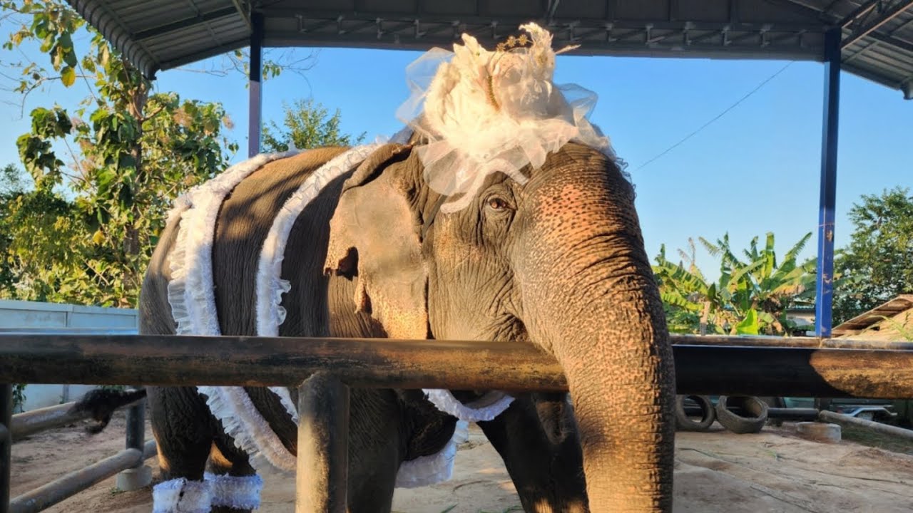 Ep.2​🤍สวัสดี​วันช้างไทย  คุณยาย​บัวลอย​ไปร่วมงาน🩷🐘 #คุณยาย​บัวลอย​