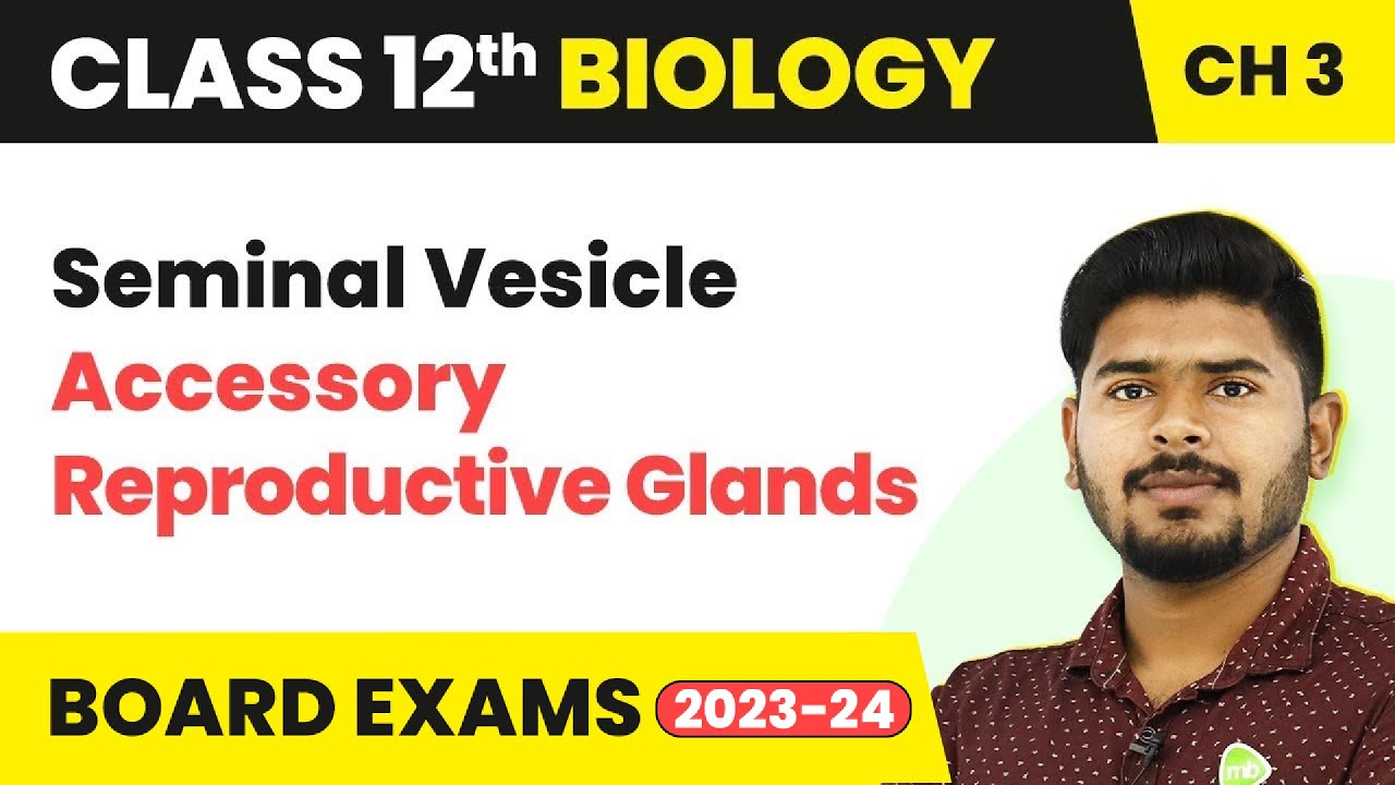 Seminal Vesicle (Accessory Reproductive Glands) - Human Reproduction | Class 12 Biology (2022-23)