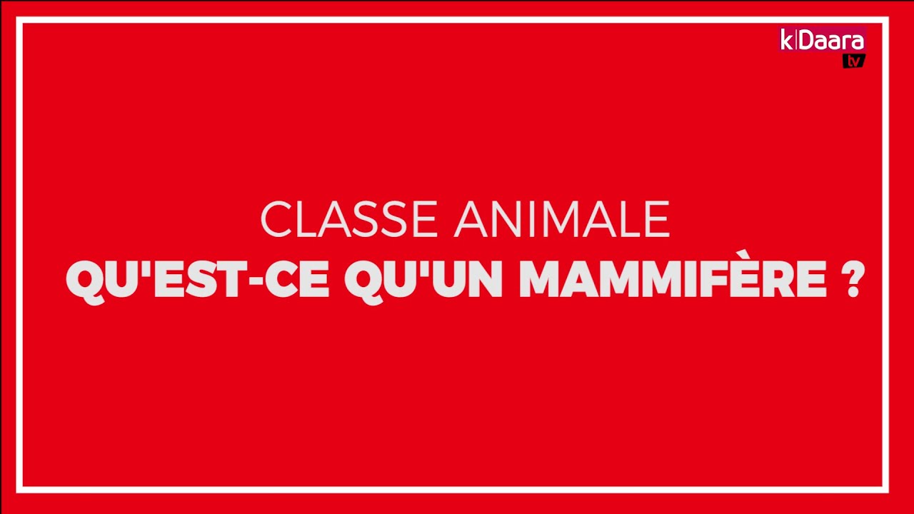 Classe animale : Qu'est ce qu'un mammif&egrave;re