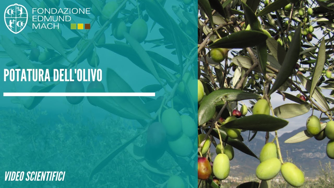 Potatura dell'olivo