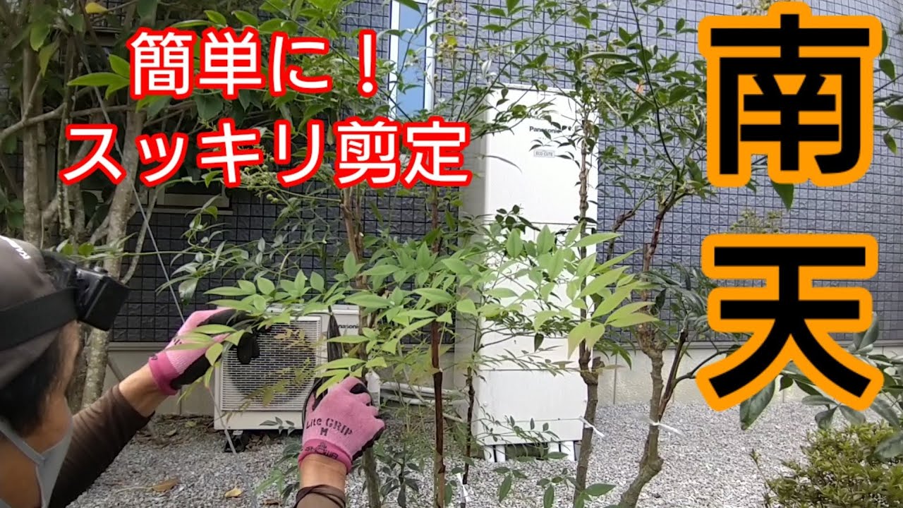 プロが実践で詳しく説明！【南天】を簡単にスッキリ剪定する方法