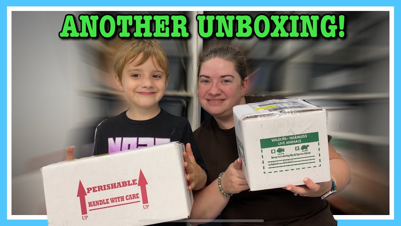 MULTIPLE BALL PYTHON UNBOXING!!! Unboxing More Recessive Genes | Ball Python Breeder