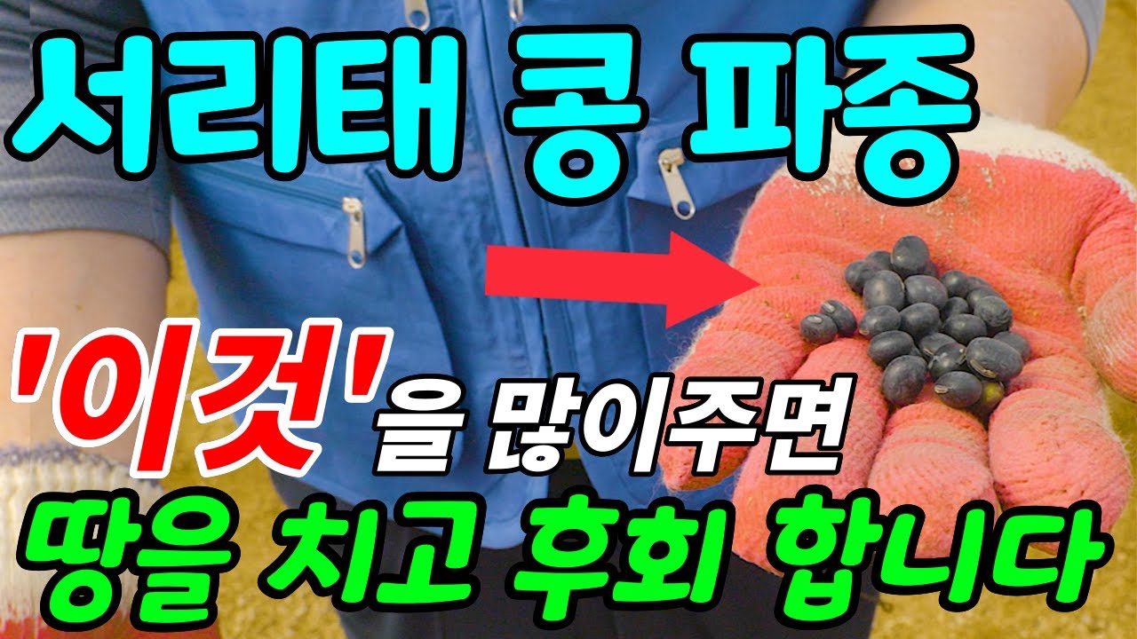 서리태 콩 '이때' 심으시고 다수확 하려면 심을 때 '이것'을 많이 주면 절대 안됩니다