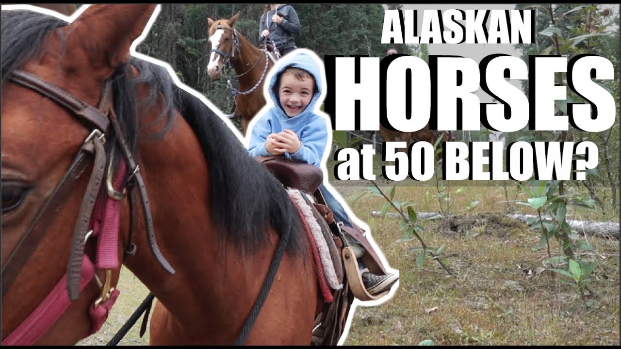 CAN HORSES SURVIVE AT 50 BELOW ZERO?|  RANCH LIFE IN ALASKA| Somers In Alaska